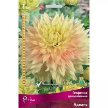 Георгина декоративная Адванс