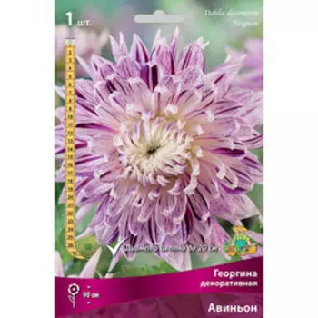 Георгина декоративная Авиньон