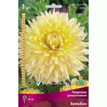 Георгина декоративная Бильбао