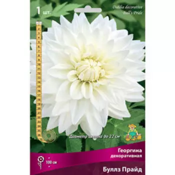 Георгина декоративная Буллз Прайд