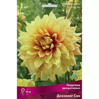 Георгина декоративная Дэззлинг Сан