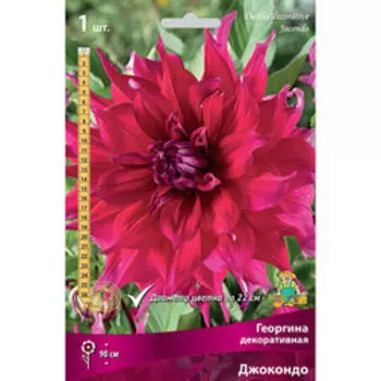 Георгина декоративная Джокондо
