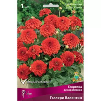 Георгина декоративная Гэллери Валентин