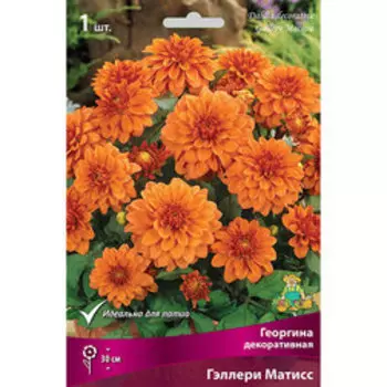 Георгина декоративная Геллери Матисс