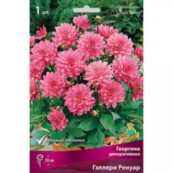 Георгина декоративная Геллери Ренуар