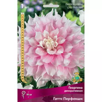 Георгина декоративная Гиттс Перфекшн