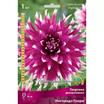 Георгина декоративная Ингландз Глори (1 шт.)