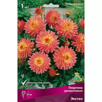 Георгина декоративная Экстаз
