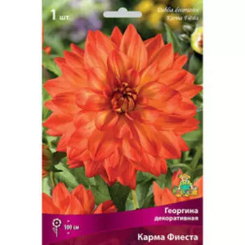 Георгина декоративная Карма Фиеста