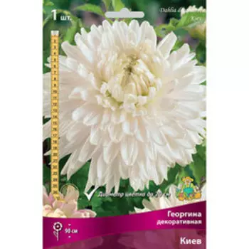 Георгина декоративная Киев
