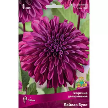 Георгина декоративная Лайлак Булл