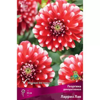 Георгина декоративная Ларриз Лав