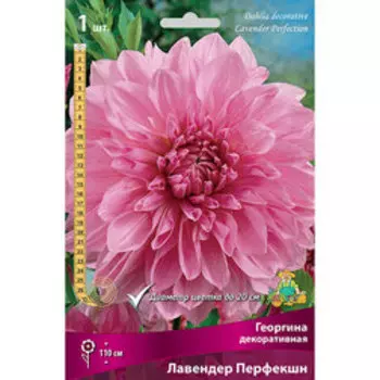 Георгина декоративная Лавендер Перфекшн