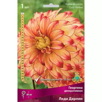 Георгина декоративная Леди Дарлин