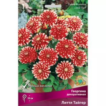 Георгина декоративная Литтл Тайгер