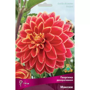 Георгина декоративная Максим