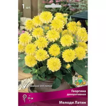 Георгина декоративная Мелоди Латин
