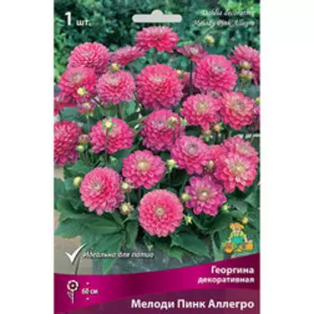 Георгина декоративная Мелоди Пинк Аллегро