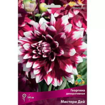 Георгина декоративная Мистери Дей