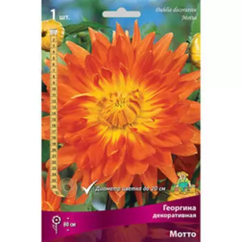 Георгина декоративная Мотто