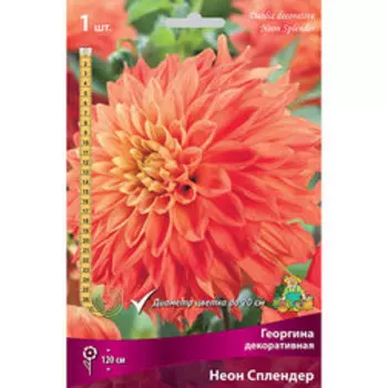 Георгина декоративная Неон Сплендер