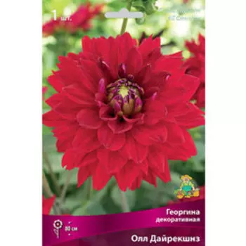 Георгина декоративная Олл Дайрекшнз