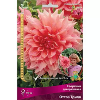 Георгина декоративная Оттоз Трилл
