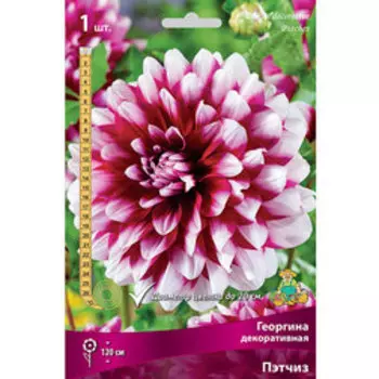 Георгина декоративная Пэтчиз