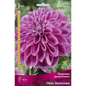 Георгина декоративная Пепл Экспложн