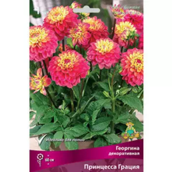Георгина декоративная Принцесса Грация