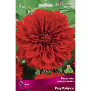 Георгина декоративная Ред Фубуки