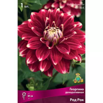 Георгина декоративная Ред Рок
