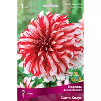 Георгина декоративная Санта Клаус