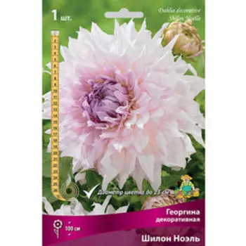 Георгина декоративная Шилон Ноэль