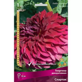 Георгина декоративная Спартак