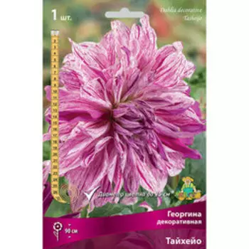 Георгина декоративная Тайхейо