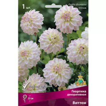 Георгина декоративная Виттем