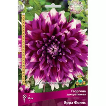 Георгина декоративная Ярра Фоллс