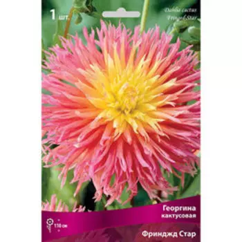 Георгина кактусовая Фринджд Стар
