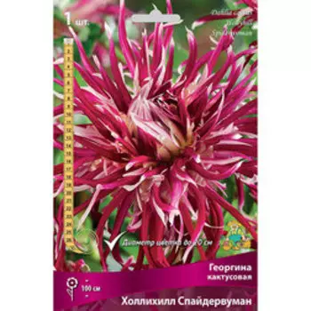Георгина кактусовая Холлихилл Спайдервуман