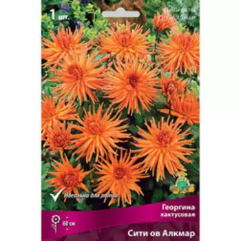 Георгина кактусовая Сити ов Алкмаар