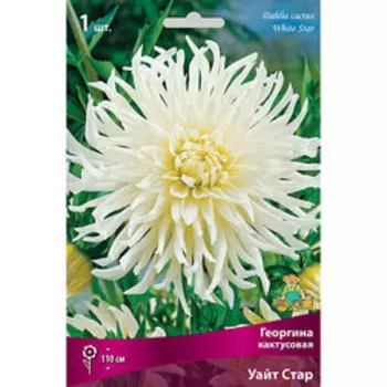 Георгина кактусовая Уайт Стар (1 шт.)