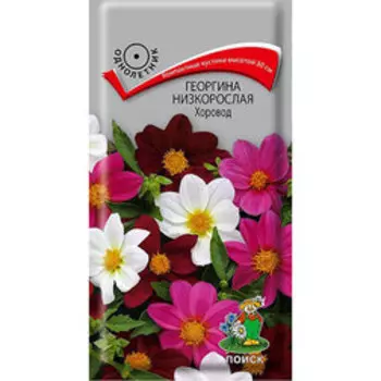 Георгина низкорослая Хоровод