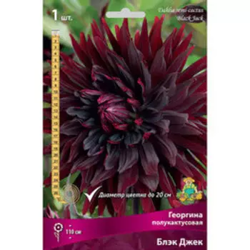 Георгина полукактусовая Блэк Джек (1 шт.)