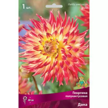 Георгина полукактусовая Дана (1 шт.)