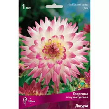 Георгина полукактусовая Джура