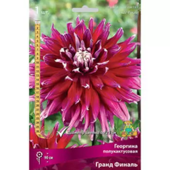 Георгина полукактусовая Гранд Финаль (1 шт.)