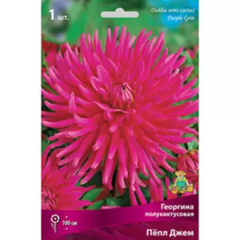 Георгина полукактусовая Пёпл Джем