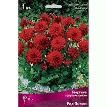 Георгина полукактусовая Ред Пигми
