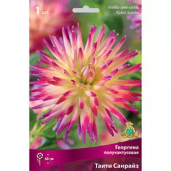 Георгина полукактусовая Таити Санрайз